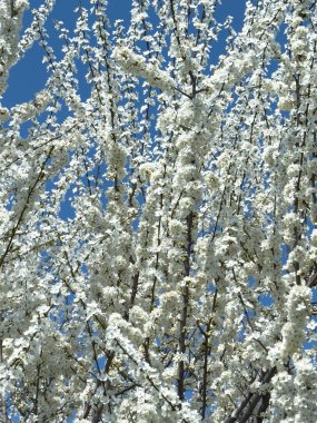 Çiçek açan ağaç dalları açık mavi gökyüzüne karşı. Bahar, doğa, tazelik ve sakinlik.
