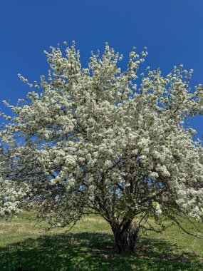 Yeşil çimenler ve arka planda yuvarlanan tepelerle çevrili bir bahar tarlasında çiçek açan bir ağaç tek başına duruyor..