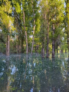 Su basmış orman turkuaz suyla ve uzun ağaçların yansımalarıyla dolu.