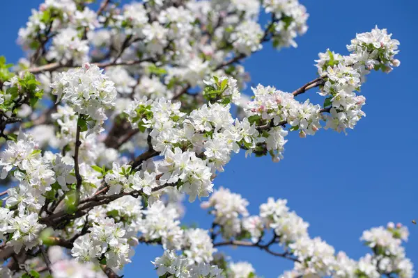 Çiçekli elma dalı, açık mavi gökyüzüne karşı beyaz çiçekler, bahar doğası arka planı.
