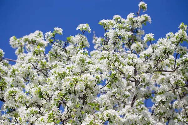 Açık gökyüzüne karşı pembe tomurcukları olan bahar elması dalı taze yeşil yapraklar ve yumuşak pastel çiçek detaylarıyla minimum doğa arka planı.