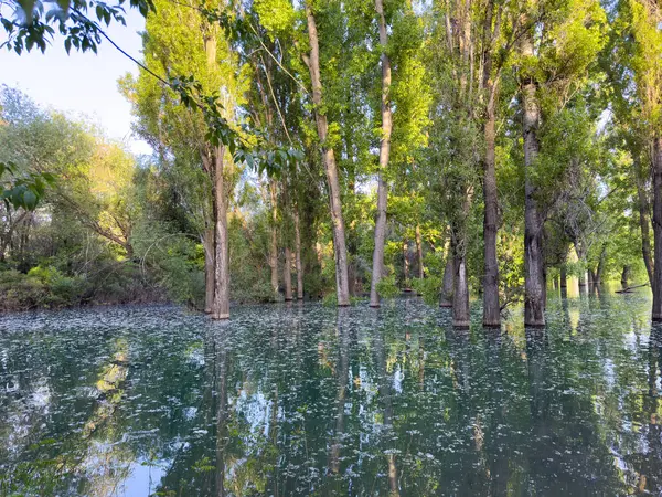 Su basmış orman turkuaz suyla ve uzun ağaçların yansımalarıyla dolu.