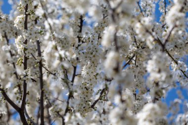 Çiçek açan ağaç dalları açık mavi gökyüzüne karşı. Bahar, doğa, tazelik ve sakinlik.