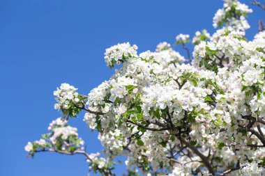 Açık gökyüzüne karşı pembe tomurcukları olan bahar elması dalı taze yeşil yapraklar ve yumuşak pastel çiçek detaylarıyla minimum doğa arka planı.