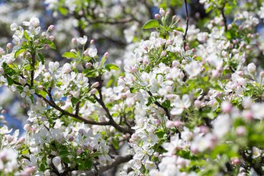 Açık gökyüzüne karşı pembe tomurcukları olan bahar elması dalı taze yeşil yapraklar ve yumuşak pastel çiçek detaylarıyla minimum doğa arka planı.