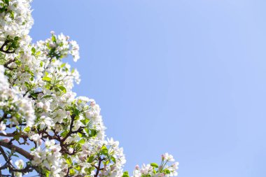 Açık gökyüzüne karşı pembe tomurcukları olan bahar elması dalı taze yeşil yapraklar ve yumuşak pastel çiçek detaylarıyla minimum doğa arka planı.