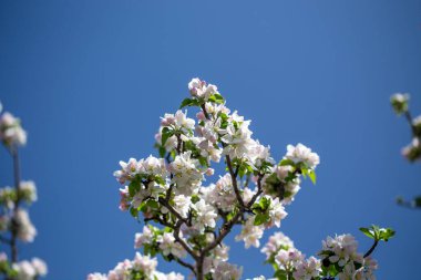 Açık gökyüzüne karşı pembe tomurcukları olan bahar elması dalı taze yeşil yapraklar ve yumuşak pastel çiçek detaylarıyla minimum doğa arka planı.