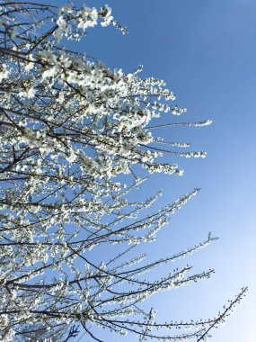 Çiçek açan ağaç dalları açık mavi gökyüzüne karşı. Bahar, doğa, tazelik ve sakinlik.