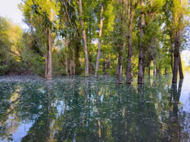 Su basmış orman turkuaz suyla ve uzun ağaçların yansımalarıyla dolu.