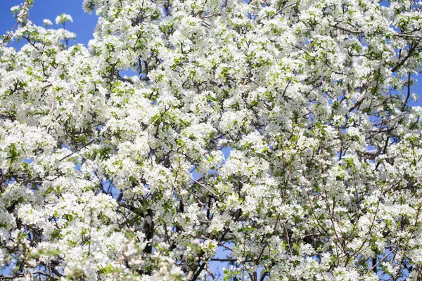 Açık gökyüzüne karşı pembe tomurcukları olan bahar elması dalı taze yeşil yapraklar ve yumuşak pastel çiçek detaylarıyla minimum doğa arka planı.