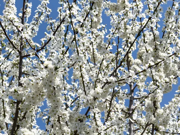 Çiçek açan ağaç dalları açık mavi gökyüzüne karşı. Bahar, doğa, tazelik ve sakinlik.