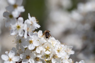 Durgun mavi atmosfere uzanan çiçekli dallar mevsimsel dönüşümü vurguluyor.