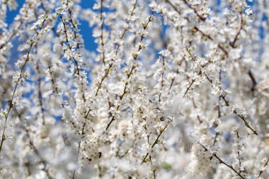 Çiçek açan ağaç dalları açık mavi gökyüzüne karşı. Bahar, doğa, tazelik ve sakinlik.