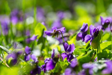 Bahar çiçekleri. Mor menekşeler bahar ormanlarında çiçek açar. Viola odorata