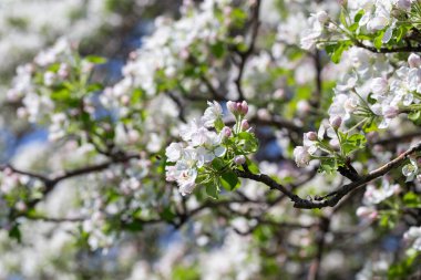 Açık gökyüzüne karşı pembe tomurcukları olan bahar elması dalı taze yeşil yapraklar ve yumuşak pastel çiçek detaylarıyla minimum doğa arka planı.