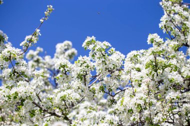 Açık gökyüzüne karşı pembe tomurcukları olan bahar elması dalı taze yeşil yapraklar ve yumuşak pastel çiçek detaylarıyla minimum doğa arka planı.
