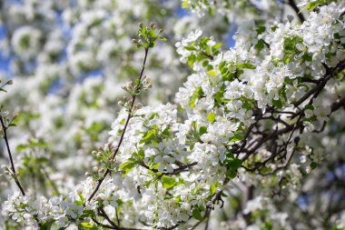 Açık gökyüzüne karşı pembe tomurcukları olan bahar elması dalı taze yeşil yapraklar ve yumuşak pastel çiçek detaylarıyla minimum doğa arka planı.