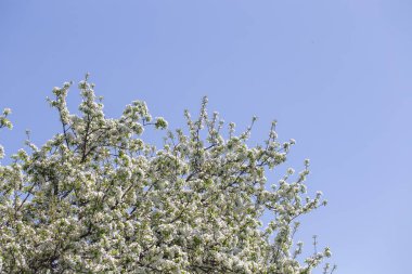 Açık gökyüzüne karşı pembe tomurcukları olan bahar elması dalı taze yeşil yapraklar ve yumuşak pastel çiçek detaylarıyla minimum doğa arka planı.