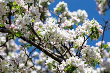 Açık gökyüzüne karşı pembe tomurcukları olan bahar elması dalı taze yeşil yapraklar ve yumuşak pastel çiçek detaylarıyla minimum doğa arka planı.