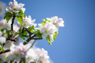 Açık gökyüzüne karşı pembe tomurcukları olan bahar elması dalı taze yeşil yapraklar ve yumuşak pastel çiçek detaylarıyla minimum doğa arka planı.