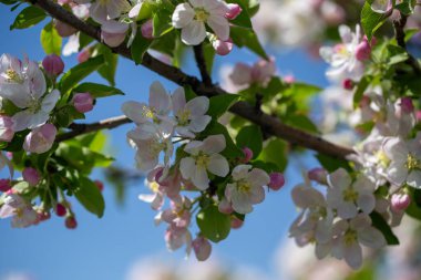Açık gökyüzüne karşı pembe tomurcukları olan bahar elması dalı taze yeşil yapraklar ve yumuşak pastel çiçek detaylarıyla minimum doğa arka planı.