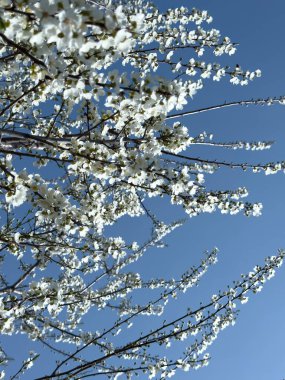 Çiçek açan ağaç dalları açık mavi gökyüzüne karşı. Bahar, doğa, tazelik ve sakinlik.