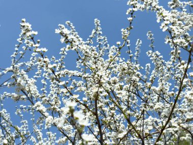 Çiçek açan ağaç dalları açık mavi gökyüzüne karşı. Bahar, doğa, tazelik ve sakinlik.