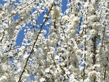Çiçek açan ağaç dalları açık mavi gökyüzüne karşı. Bahar, doğa, tazelik ve sakinlik.
