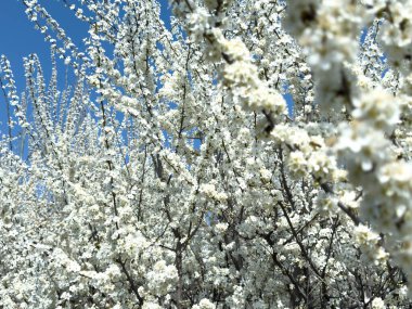 Çiçek açan ağaç dalları açık mavi gökyüzüne karşı. Bahar, doğa, tazelik ve sakinlik.