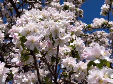 Açık gökyüzüne karşı pembe tomurcukları olan bahar elması dalı taze yeşil yapraklar ve yumuşak pastel çiçek detaylarıyla minimum doğa arka planı.