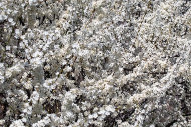 Çiçek açan ağaç dalları açık mavi gökyüzüne karşı. Bahar, doğa, tazelik ve sakinlik.