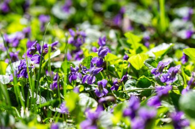 Bahar çiçekleri. Mor menekşeler bahar ormanlarında çiçek açar. Viola odorata