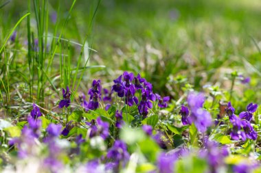 Bahar çiçekleri. Mor menekşeler bahar ormanlarında çiçek açar. Viola odorata