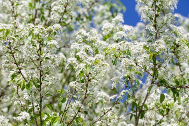 Narin beyaz yapraklar ve güneş ışığıyla çiçek açmış bahar kiraz ağacı..