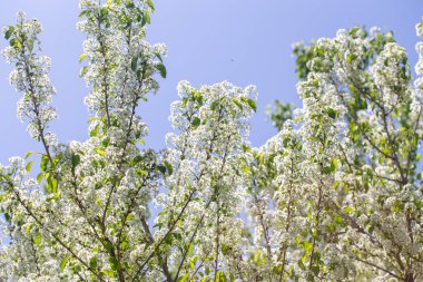 Narin beyaz yapraklar ve güneş ışığıyla çiçek açmış bahar kiraz ağacı..
