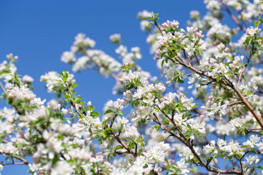 Elma ağacı dalları narin beyaz çiçeklerle kaplı açık mavi gökyüzüne uzanıyor. Işık ve tazelikle dolu aydınlık bir bahar sabahı yeni bir mevsimin başlangıcı..