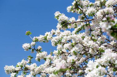 Açık gökyüzüne karşı pembe tomurcukları olan bahar elması dalı taze yeşil yapraklar ve yumuşak pastel çiçek detaylarıyla minimum doğa arka planı.
