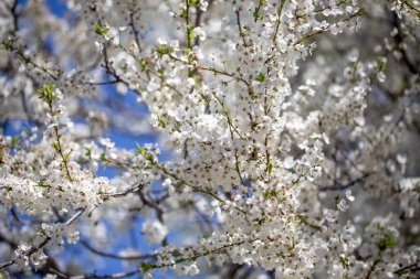 Çiçek dalları, berrak bahar gökyüzünde uzanıyor. Huzurlu bir ruh hali yaratıyor.