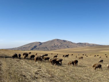 Kırgızistan 'da, arka planda dağ tepeleri olan kuru otlaklarda otlayan bir koyun sürüsü.