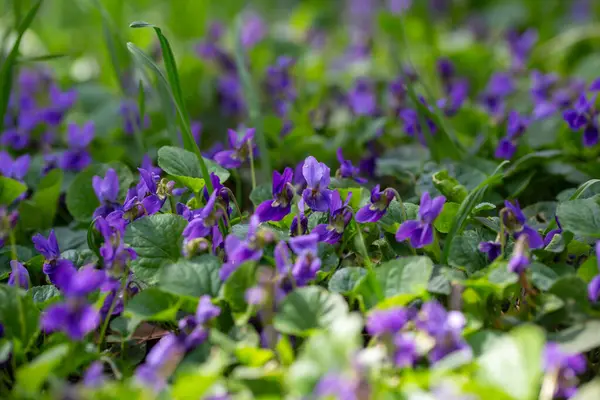 Bahar çiçekleri. Mor menekşeler bahar ormanlarında çiçek açar. Viola odorata