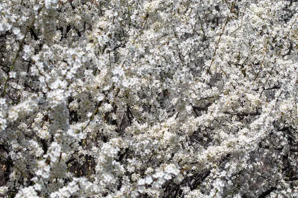Çiçek açan ağaç dalları açık mavi gökyüzüne karşı. Bahar, doğa, tazelik ve sakinlik.