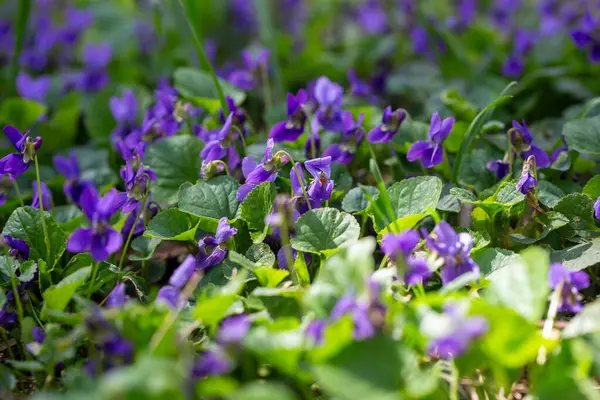Bahar çiçekleri. Mor menekşeler bahar ormanlarında çiçek açar. Viola odorata