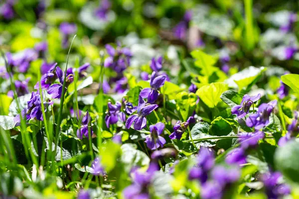 Bahar çiçekleri. Mor menekşeler bahar ormanlarında çiçek açar. Viola odorata