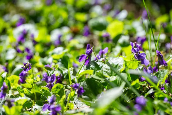 Bahar çiçekleri. Mor menekşeler bahar ormanlarında çiçek açar. Viola odorata