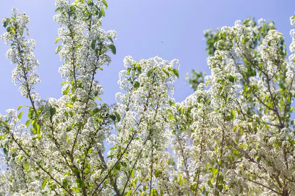 Narin beyaz yapraklar ve güneş ışığıyla çiçek açmış bahar kiraz ağacı..