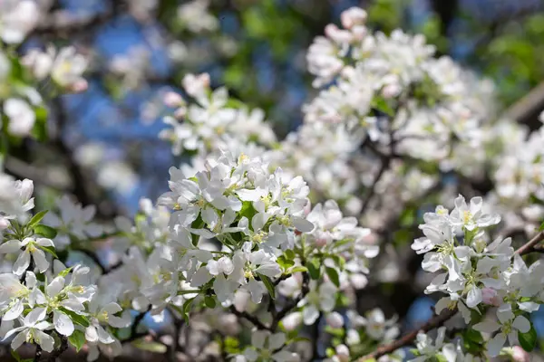 Elma ağacı dalları narin beyaz çiçeklerle kaplı açık mavi gökyüzüne uzanıyor. Işık ve tazelikle dolu aydınlık bir bahar sabahı yeni bir mevsimin başlangıcı..