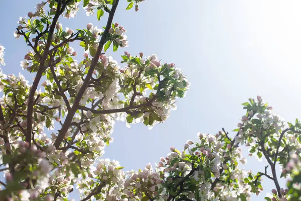 Açık gökyüzüne karşı pembe tomurcukları olan bahar elması dalı taze yeşil yapraklar ve yumuşak pastel çiçek detaylarıyla minimum doğa arka planı.