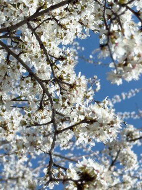 Çiçek açan ağaç dalları açık mavi gökyüzüne karşı. Bahar, doğa, tazelik ve sakinlik.