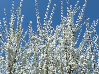 Çiçek açan ağaç dalları açık mavi gökyüzüne karşı. Bahar, doğa, tazelik ve sakinlik.