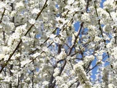 Çiçek açan ağaç dalları açık mavi gökyüzüne karşı. Bahar, doğa, tazelik ve sakinlik.